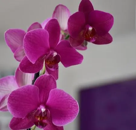 Casa Orquidea Villa *